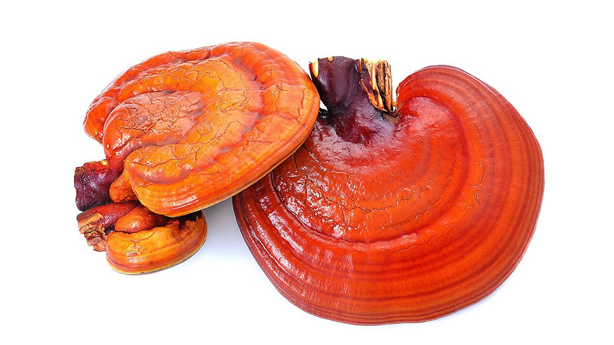 Reishi mushroom extract in ZXCVBNMQWert